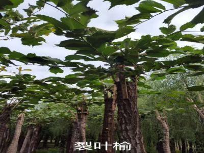 裂葉榆基地直銷，2017年價格參考