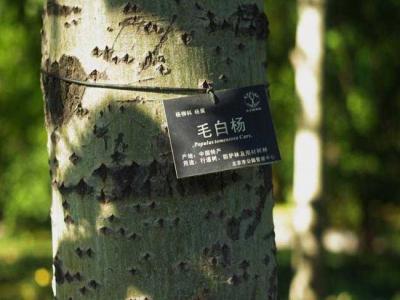 什么叫毛白楊？毛白楊有哪些特點(diǎn)？