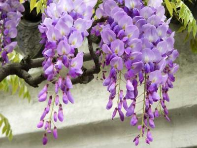 紫藤什么時候開花？紫藤花的花語是什么？