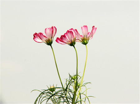 格?；破諘r間：波斯菊可以是！