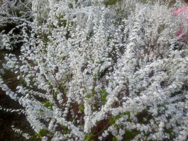 珍珠繡線(xiàn)菊?qǐng)D片