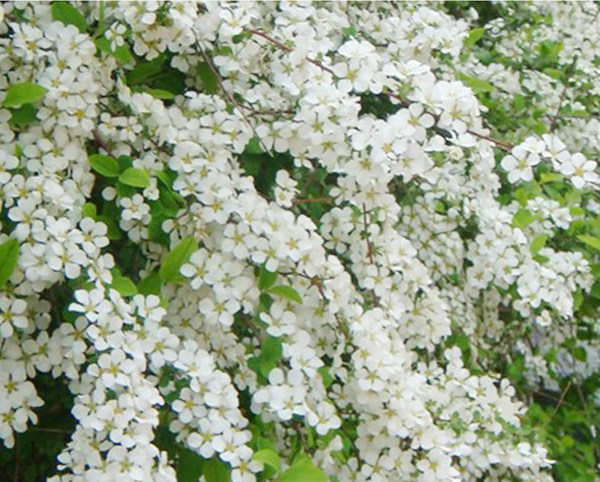 珍珠繡線(xiàn)菊?qǐng)D片