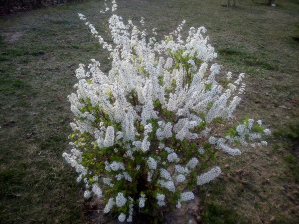珍珠繡線(xiàn)菊?qǐng)D片