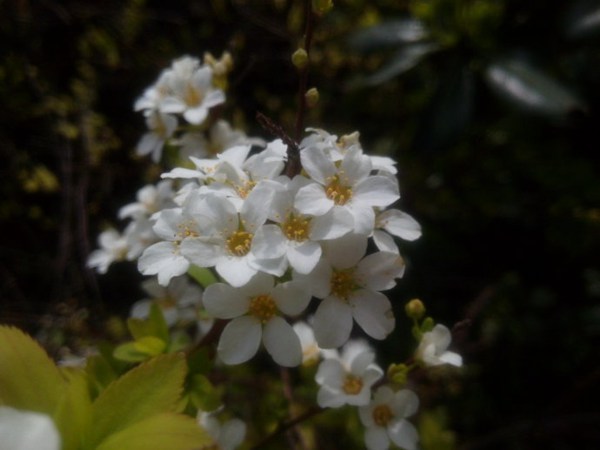 珍珠繡線(xiàn)菊?qǐng)D片