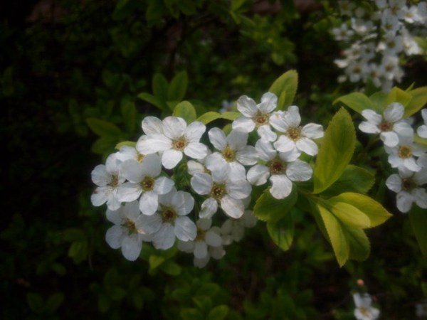 珍珠繡線(xiàn)菊?qǐng)D片