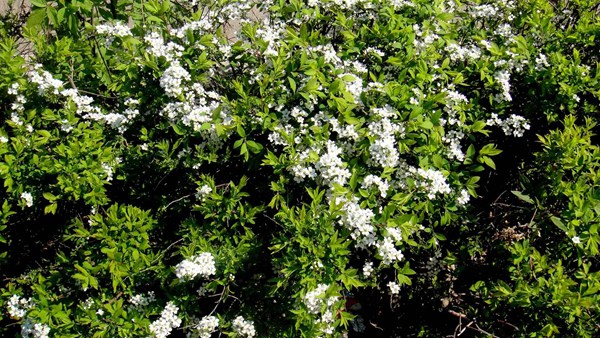 珍珠繡線(xiàn)菊?qǐng)D片