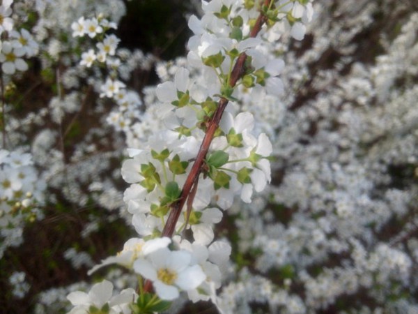 珍珠繡線(xiàn)菊?qǐng)D片