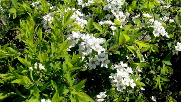 珍珠繡線(xiàn)菊?qǐng)D片