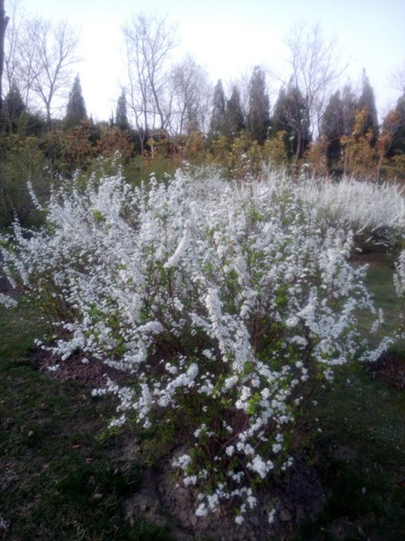 珍珠繡線(xiàn)菊?qǐng)D片