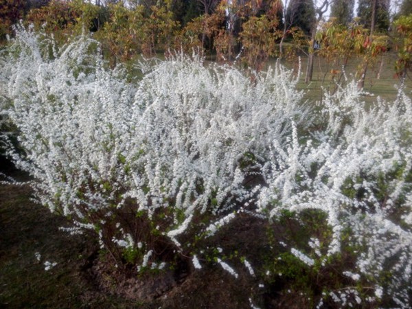 珍珠繡線(xiàn)菊?qǐng)D片