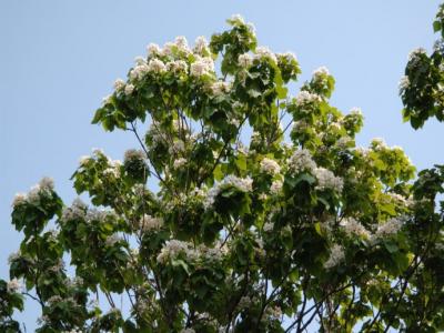 楸樹(shù)什么時(shí)候開(kāi)花？