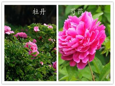 如何分辨牡丹和芍藥？