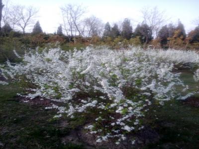 盛開(kāi)的珍珠繡線(xiàn)菊?qǐng)D賞