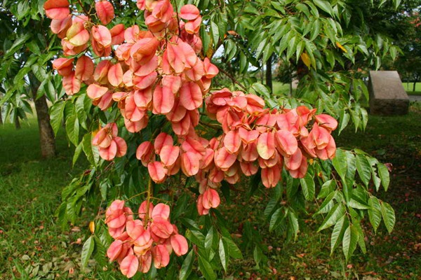 欒樹什么時(shí)候開花，花期多久