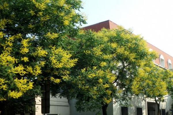 欒樹什么時(shí)候開花，花期多久