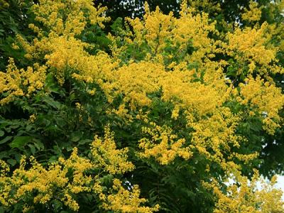 欒樹(shù)什么時(shí)候開(kāi)花，花期多久