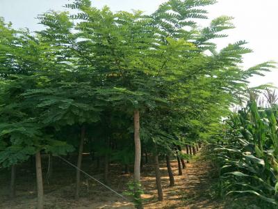 刺槐樹(shù)和洋槐樹(shù)有什么區(qū)別？是一種樹(shù)嗎？