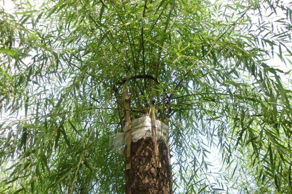 嫁接垂柳相對(duì)于原生垂柳有哪些優(yōu)勢？