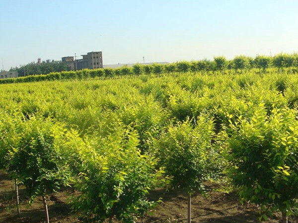 基地直銷金葉榆樹苗，價(jià)格多少錢