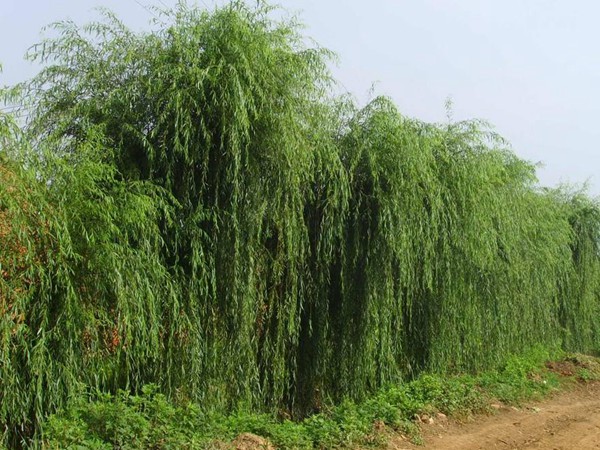 垂柳樹苗2公分報(bào)價(jià)，多少錢一顆