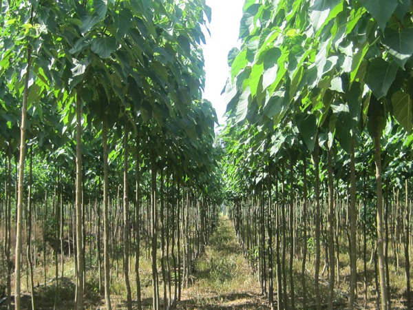 楸樹的種植市場(chǎng)價(jià)格多少錢