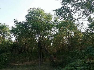 香花槐（紅花刺槐）的花語(yǔ)是什么？