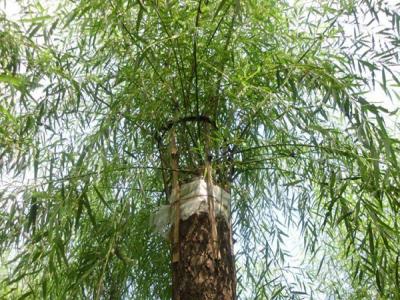 嫁接垂柳相對于原生垂柳有哪些優(yōu)勢？