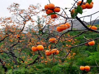 最新柿子樹(shù)低價(jià)批發(fā)，全國(guó)統(tǒng)一發(fā)貨