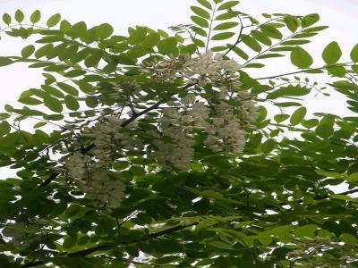 刺槐幼苗的市場價(jià)格是多少，和什么有關(guān)？