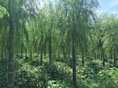 柳樹作砧木都可以嫁接什么品種？