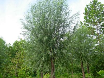 河北保定饅頭柳幼苗應(yīng)該怎么買？