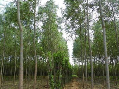 速生柳樹(shù)可以用來(lái)做什么？