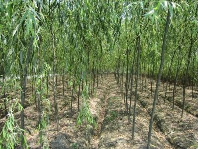 速生柳樹(shù)每年可以長(zhǎng)粗多少？