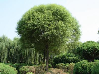 漳河柳和饅頭柳有什么區(qū)別？