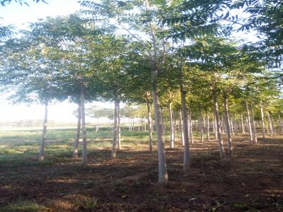 十公分千頭椿小苗的價格是多少？