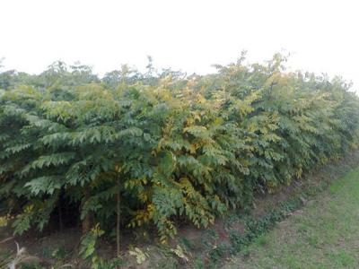 欒樹和黃山欒樹二者有什么區(qū)別？