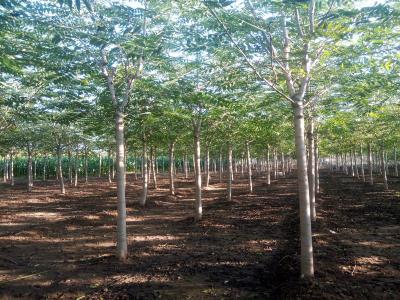 千頭椿小苗的價格是多少？