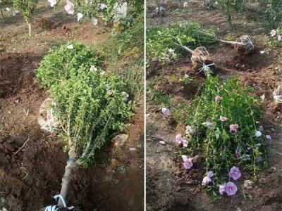 木槿花該如何種植及養(yǎng)護(hù)？