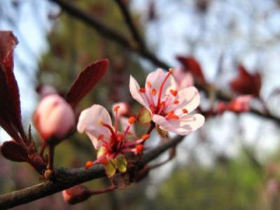 紫葉矮櫻果子長(zhǎng)什么樣子？