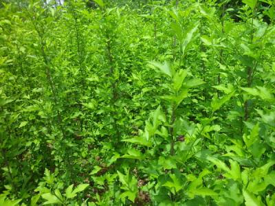 木槿樹的風(fēng)水寓意是什么？