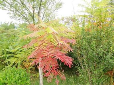 院子里種植臭椿風(fēng)水好嗎？
