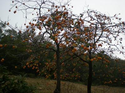 不推薦大家在院子內種植柿子樹的原因是什么？