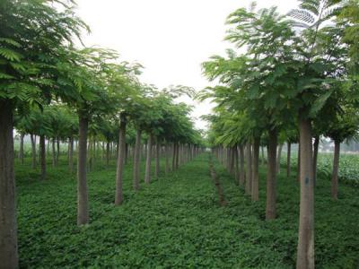 合歡樹小苗應該在哪里購買？