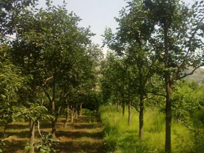 住宅內適合種植柿子樹嗎？