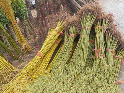 青皮柳黃皮柳哪個(gè)比較好？