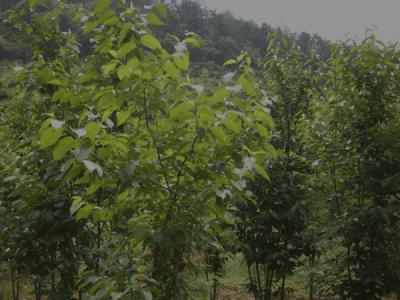 杜仲樹(shù)皮怎么采收，什么時(shí)候采收？