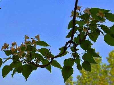楸樹什么時(shí)候開花，可以結(jié)果嗎