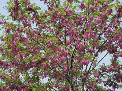 嫁接香花槐基地在哪里？