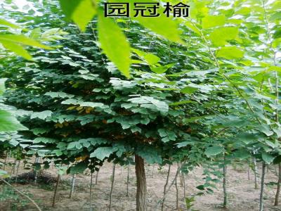 市面上3公分圓冠榆小苗的市場價(jià)格是多少？