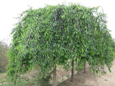 小葉垂榆種植在哪些地區(qū)，有什么特點？
